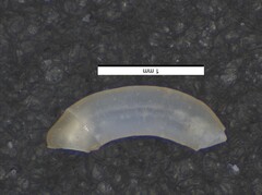 Caecum ryssotitum
