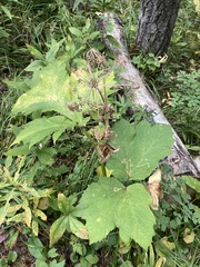 Phytomyza spondylii group