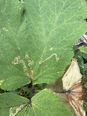 Phytomyza spondylii group