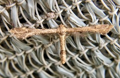 Lantanophaga pusillidactylus