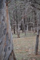 Osphranter robustus erubescens