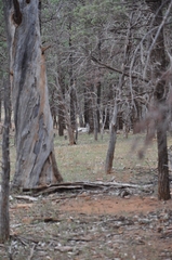 Osphranter robustus erubescens