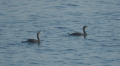 Phalacrocorax nigrogularis