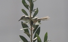 Prinia lepida