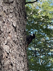 Pygarrhichas albogularis