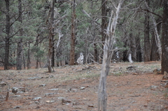 Osphranter robustus erubescens