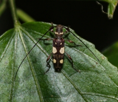 Probatiomimus schwarzeri