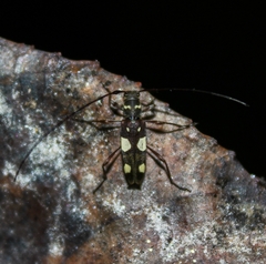 Probatiomimus schwarzeri