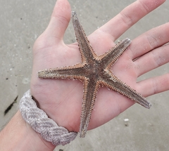 Astropecten armatus