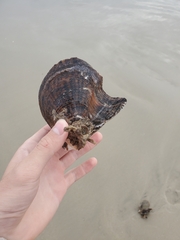 Pteria sterna