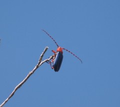 Stenaspis verticalis insignis