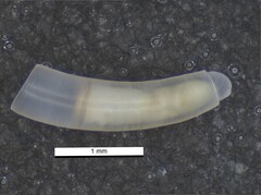 Caecum someri