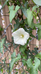 Calystegia purpurata