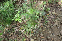 Coccothrinax alta