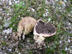 Scleroderma verrucosum