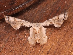 Calledapteryx dryopterata