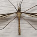 Tipula furca - Photo (c) Nick Block, algunos derechos reservados (CC BY), uploaded by Nick Block