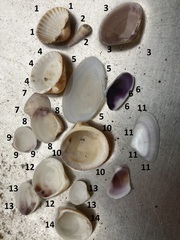 Mollusca