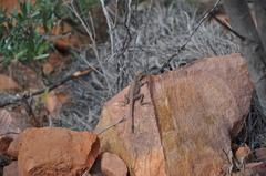 Ctenophorus modestus