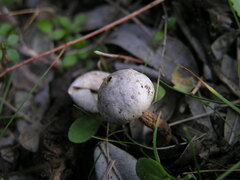Tulostoma brumale