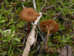 Omphalina pyxidata