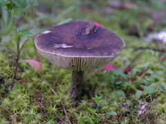 Melanoleuca pseudoluscina