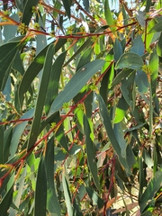 Eucalyptus pauciflora pauciflora