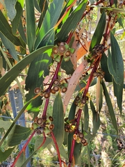 Eucalyptus pauciflora pauciflora