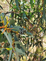 Eucalyptus pauciflora pauciflora