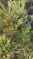 Pinus mugo