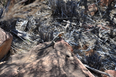 Ctenophorus modestus