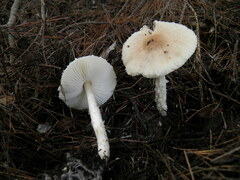 Lepiota erminea