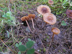 Tubaria conspersa