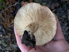 Lactarius xanthogalactus