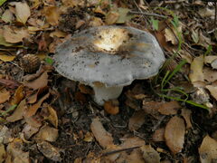 Russula parazurea