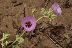 Sphaeralcea obtusiloba