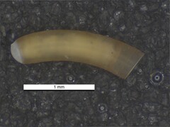 Caecum striatum