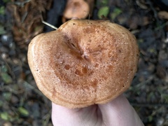Lactarius xanthogalactus