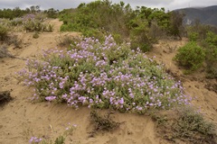 Sphaeralcea obtusiloba