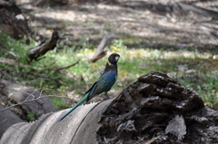 Barnardius zonarius zonarius