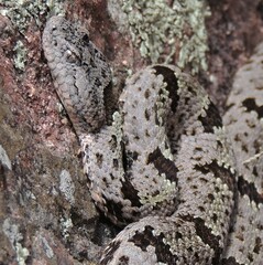 Crotalus lepidus klauberi