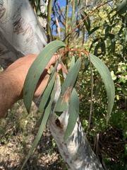 Eucalyptus pauciflora pauciflora