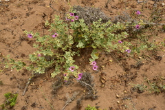 Sphaeralcea obtusiloba