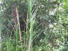 Cecropia peltata