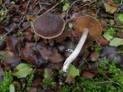 Cortinarius decipiens