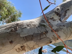 Eucalyptus pauciflora pauciflora