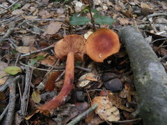 Lactarius atlanticus