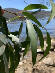 Eucalyptus pauciflora pauciflora