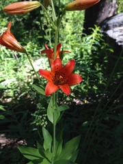 Lilium parvum