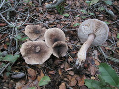 Tricholoma squarrulosum